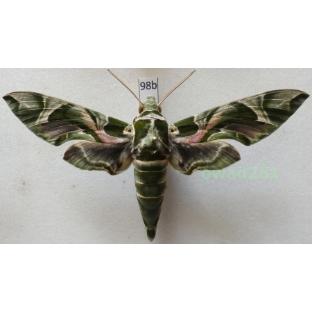 Daphnis nerii (Linnaeus, 1758) Slovakia 97mm98b